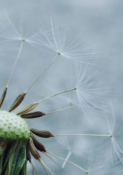 Schöne Aussicht Auf Natürliche Löwenzahnblume — Stockfoto