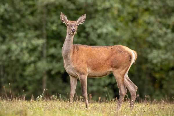 Estate Scenario Naturale Curiosi Cervi Rossi Selvatici Cervicale Elafo Posteriore — Foto Stock