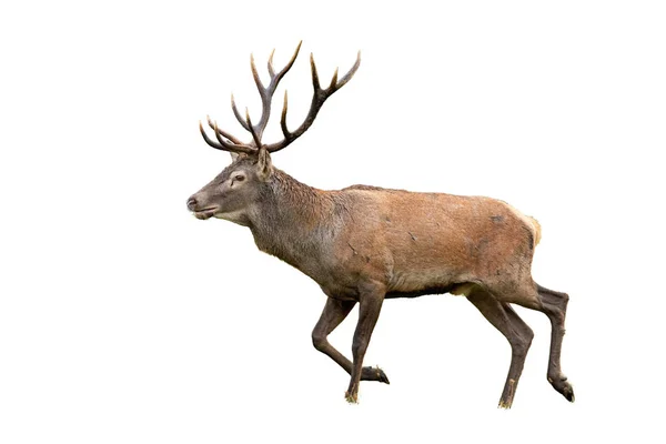 隔離された歩行赤い鹿 上腕二頭筋 鹿の角が付いています 白で哺乳類のギャロップ — ストック写真