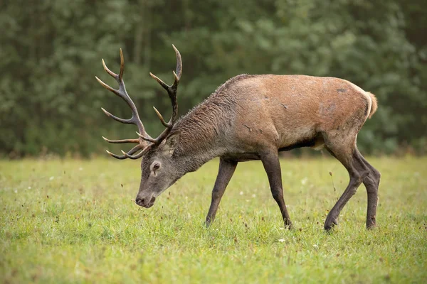 Ciervo Rojo Cervus Elaphus Ciervo Pastando Con Cabeza Inclinada Prado — Foto de Stock