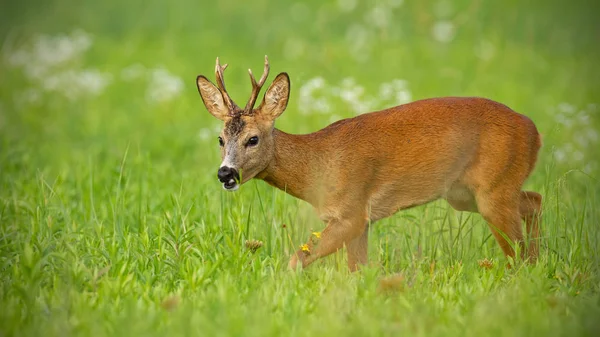 Ung Rådjur Capreolus Capreolus Buck Höfältet Tugga Fredligt Sommaren Omgiven — Stockfoto