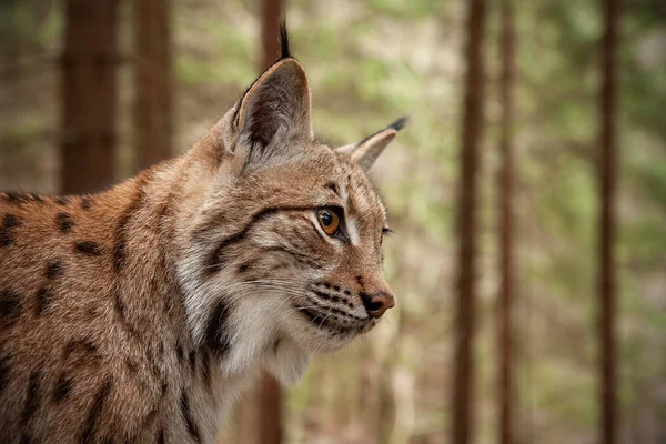 Close Detalhado Lince Eurasiático Adulto Lince Lince Floresta Outono Com — Fotografia de Stock