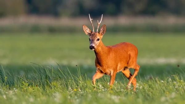 Ciervos Capreolus Capreolus Buck Caminando Floreciente Prado Verano Atardecer Paisaje — Foto de Stock