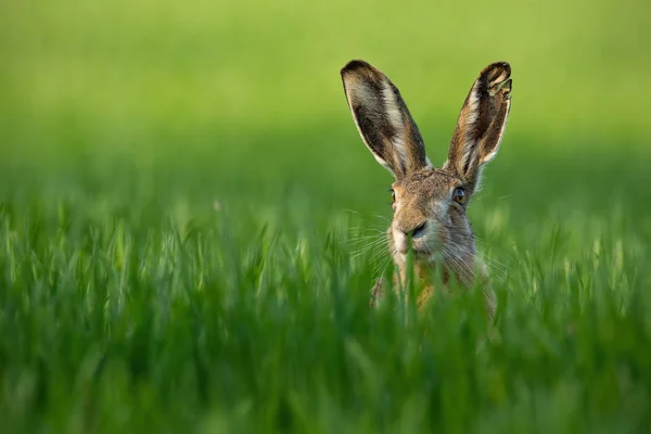 Vahşi Avrupa Tavşanı Lepus Europaeus Yakın Plan Yeşil Arka Plan — Stok fotoğraf