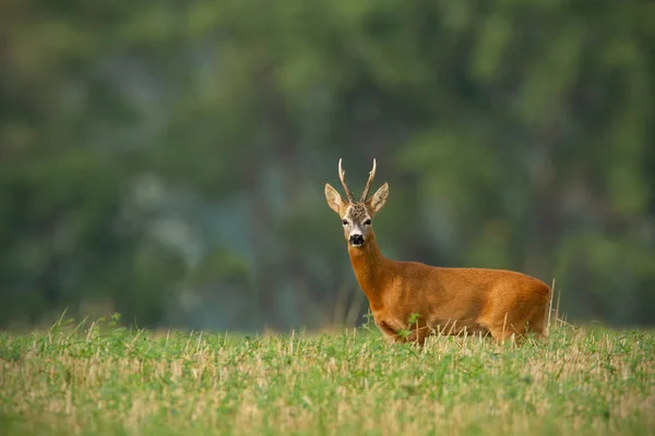 Ciervo Corzo Capreolus Capreolus Con Fondo Claro Borroso Espacio Copia — Foto de Stock