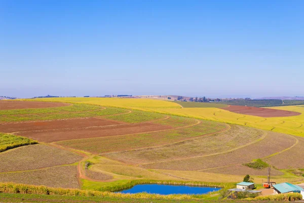 Tusen Kullars Dalgång Gula Fältens Panorama Sydafrikansk Milstolpe Nära Durban — Stockfoto