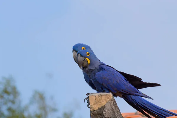 Vista Cerca Hermoso Loro Guacamayo —  Fotos de Stock