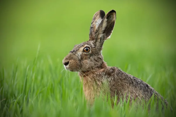 Портрет Коричневого Зайця Прозорим Розмитим Зеленим Тлом Дикий Кролик Траві — стокове фото