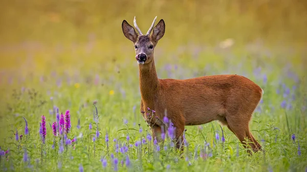 ノロジカ Capreolus Capreolus 花でいっぱいの草原に夏にバックします 夕暮れ時のローバック 自然の中で野生の動物 かわいい野生のオス鹿 — ストック写真