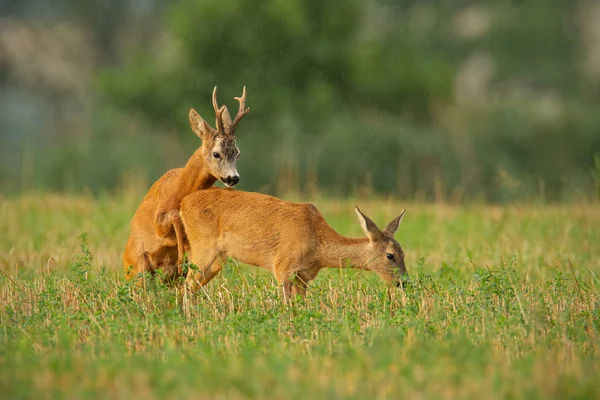 Corça, capreolus capreolus, corça fêmea na primavera em pé em um prado.