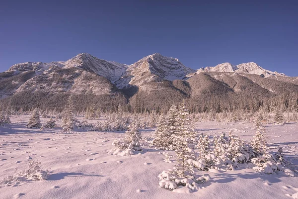 Нетронутый Снежный Пейзаж Деревьями Горой — стоковое фото