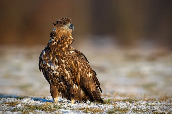 Ювенільний Білохвостий Орел Альбіцила Haliaeetus Взимку Сидить Засніженій Землі Дикі — стокове фото