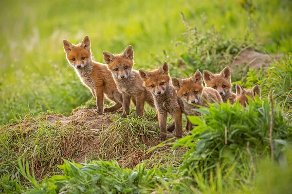 Zorro Rojo Vulpes Vulpes Pequeños Cachorros Cerca Guarida Curiosamente Weatching —  Fotos de Stock