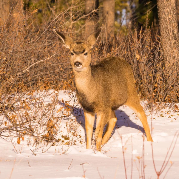 Cervo Mulo Nella Foresta Inverno — Foto Stock
