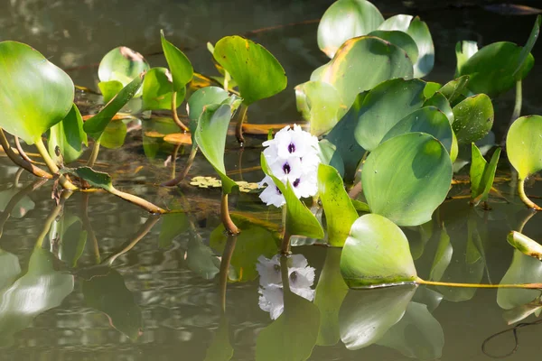 Panorama Dari Pantanal Wilayah Lahan Basah Brasil Bunga Lili Menutup — Stok Foto