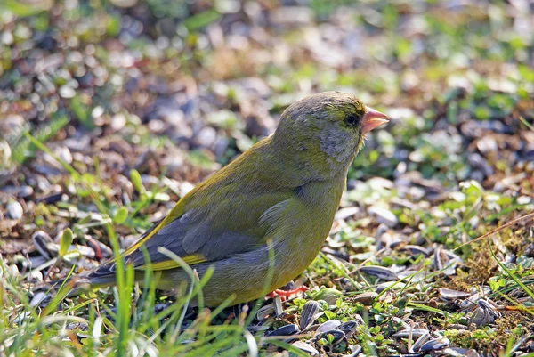 Green Finch Carduelis Chloris Chloris Chloris — Stock Photo, Image