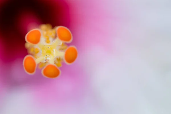 Pólen Flor Hibiscus — Fotografia de Stock