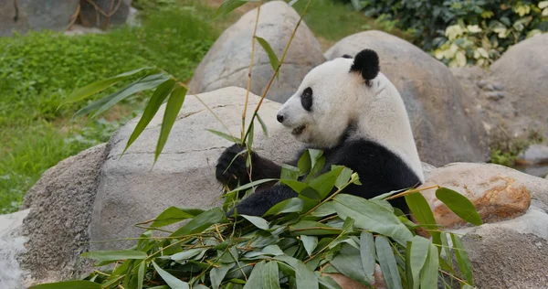 黒と白のパンダクマ — ストック写真