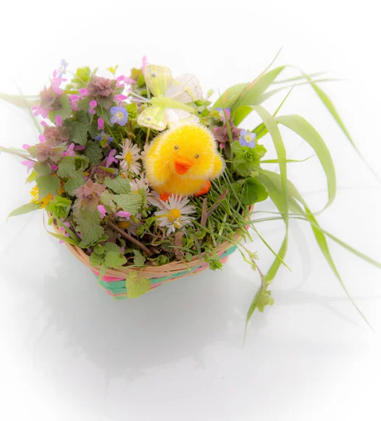 Вид Красиві Весняні Квіти — стокове фото