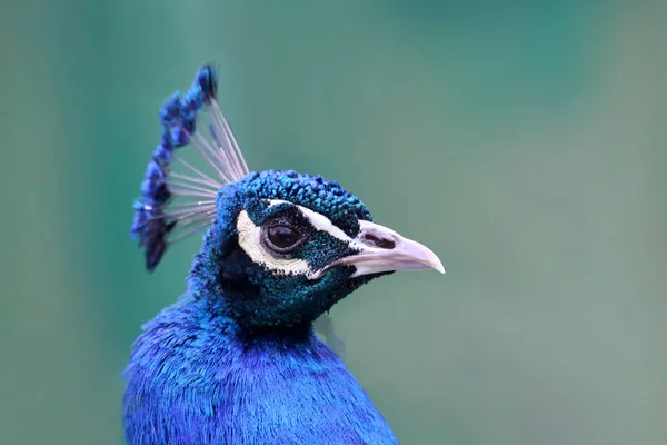 Tavus Kuşu Portresi Pavo Kriteri — Stok fotoğraf