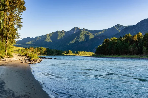 Sungai Katun Altai Mengalir Antara Pegunungan Yang Diselimuti Oleh Tanaman — Stok Foto