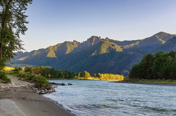 Sungai Katun Altai Mengalir Antara Pegunungan Yang Diselimuti Oleh Tanaman — Stok Foto