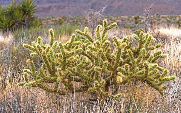 Silver Cholla Στα Χόρτα Της Ερήμου Στην Εθνική Συντήρηση Mojave — Φωτογραφία Αρχείου