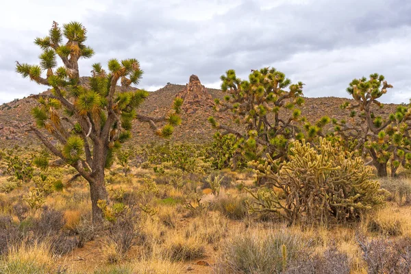 Vegetación Tierras Secas Frente Rocas Del Desierto Reserva Nacional Mojave —  Fotos de Stock