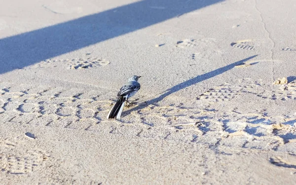 Ung Sädesärla Den Sandiga Stranden Ung Sädesärla Vit Sandstrand Sommarmorgon — Stockfoto