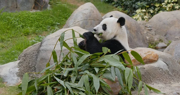 Närbild Djur Zoo — Stockfoto