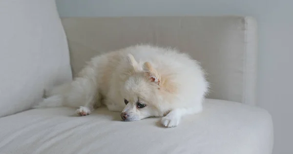 Sommeil Poméranien Blanc Sur Canapé — Photo