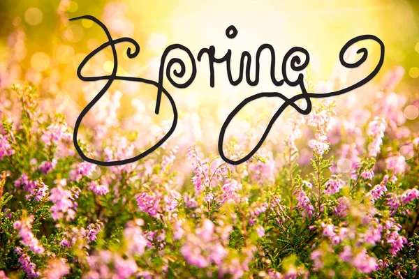 English Calligraphy Spring Erica Flower Field Meadow Sunny Spring Summer — Stock Photo, Image