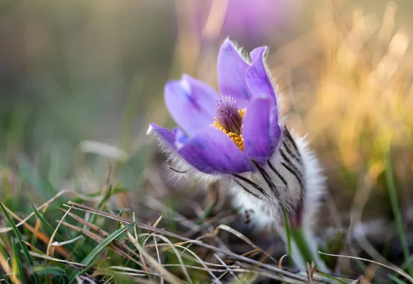 Vårblomst Vakker Liten Pelskledde Paskblomst Pulsatilla Grandis Blooming Våren Ved – stockfoto
