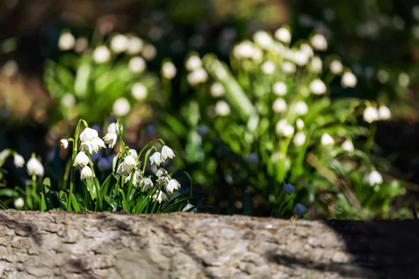 Jarní Sněžení Květiny Flóra — Stock fotografie