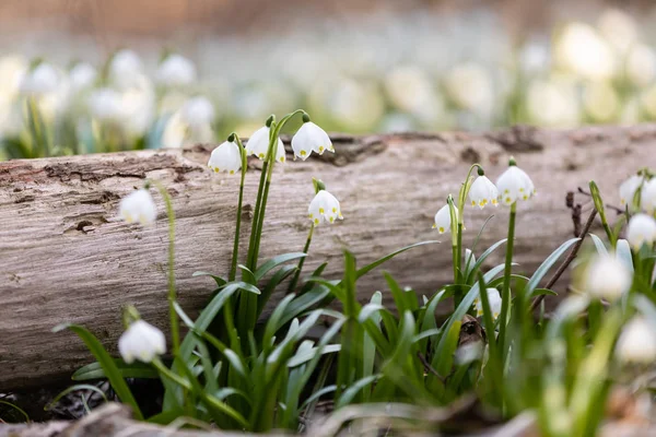 Lotes Flores Brancas Com Flores Primavera Floco Neve Primavera Leucojum — Fotografia de Stock