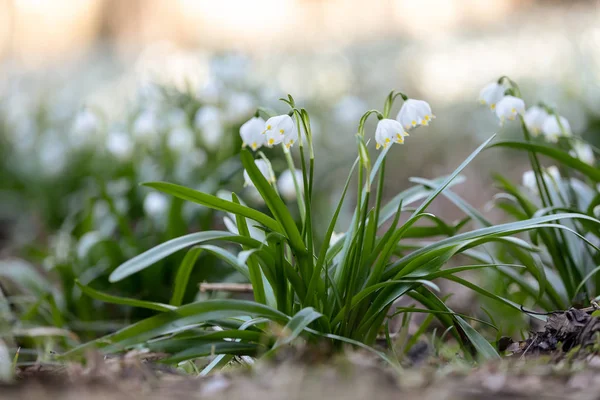 Wiosenne Kwiaty Flora — Zdjęcie stockowe