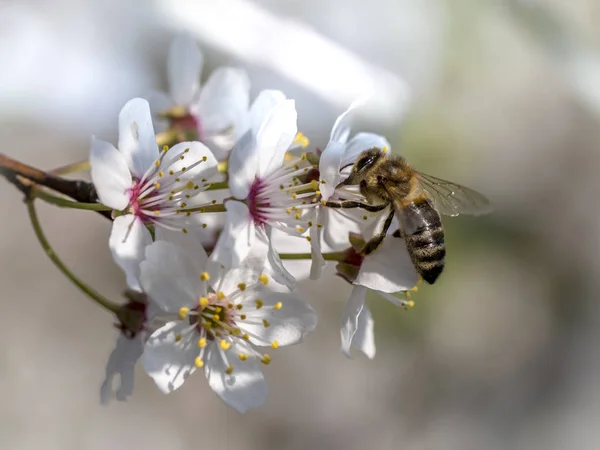 Abeja Miel Primavera Está Volando Una Flor Mirabelle Sobre Fondo — Foto de Stock