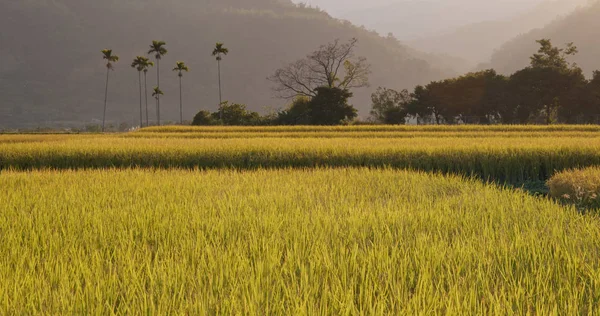 Frisches Reisfeld Unter Sonnenuntergang — Stockfoto