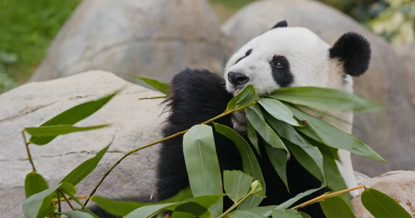 Panda Eet Groene Bamboe Dierentuin Park Rechtenvrije Stockafbeeldingen