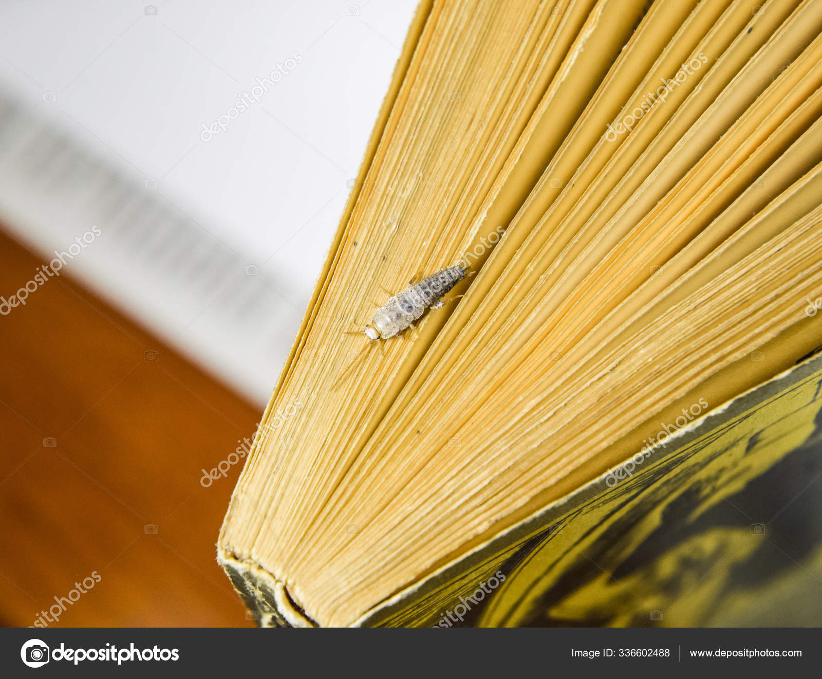 Insect Feeding Paper Silverfish Pest Books Newspapers — Stock