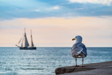 Sailing ship and seagull on the Baltic Sea in Warnemuende, Germany. clipart