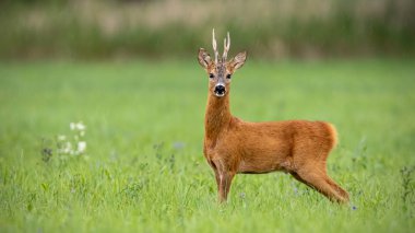 Attentive roe deer, capreolus capreolus, buck standing on a meadow in summer with green blurred background. Wild animal in nature with space for copy. clipart