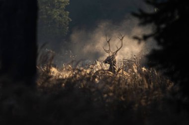 Red deer stag in the mornig autumn mist. Silhouette of wild animal breathing in a forest. Moody wildlife scenery. Fantasy in nature. clipart