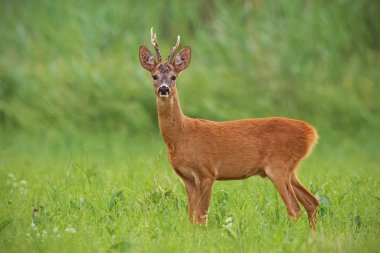 Roe deer, capreolus capreolus, buck with clear green blurred background. Wild mammal in nature. clipart