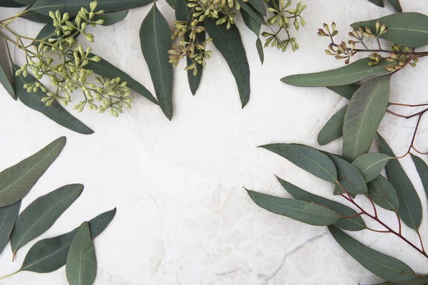 Eucalyptus Leaves Marble Surface Frame Flat Lay Copy Space — Stock Photo, Image
