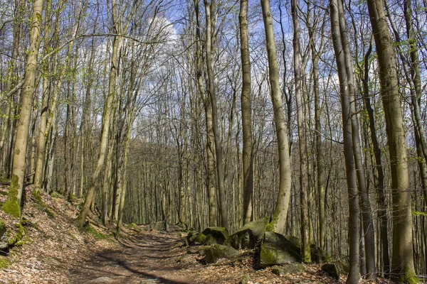 Spring Forest Túrázás Nyomvonal Rheinsteig Siebengebirge Németország — Stock Fotó