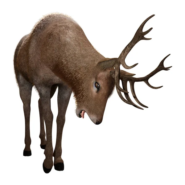 Rendering Male Deer Isolated White Background — Stock Photo, Image