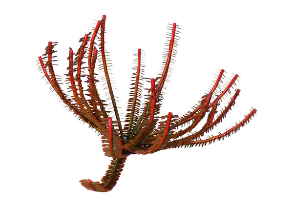 Рендеринг Красной Морской Лилии Белом Фоне — стоковое фото