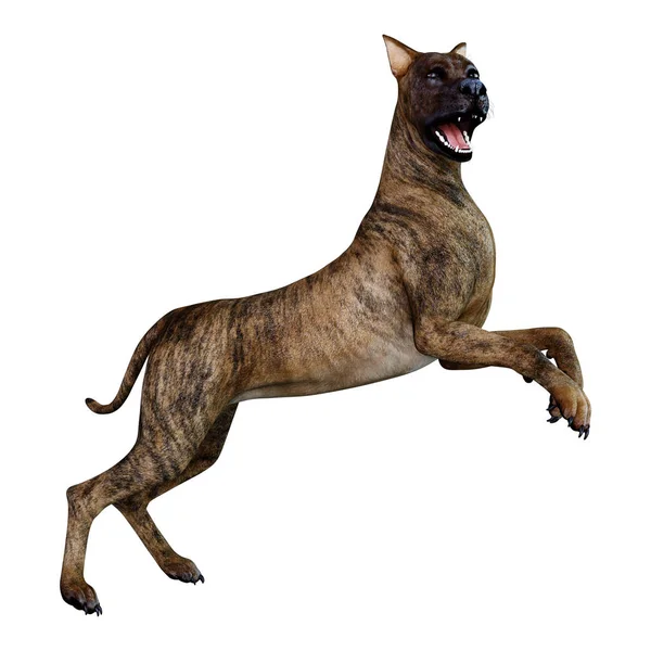 Τρισδιάστατη Απεικόνιση Του Έναs Θηλυκό Σκύλοs Στικτός Μεγάλος Δανός Που — Φωτογραφία Αρχείου