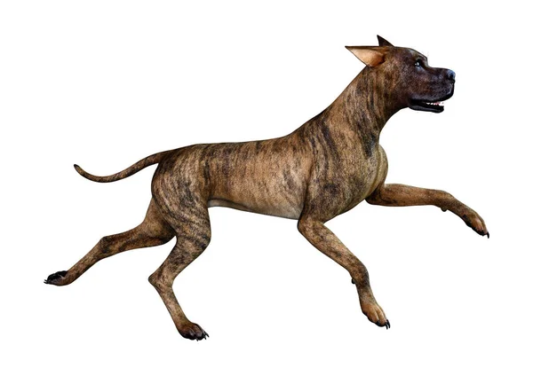 Renderização Brindle Fêmea Great Dane Cão Isolado Fundo Branco — Fotografia de Stock